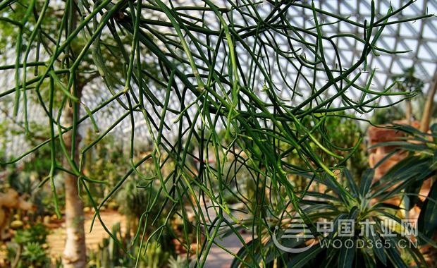 光棍树怎么繁殖?