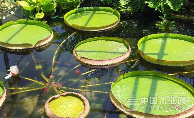 四种世界珍稀植物介绍|珍惜植物图片大全