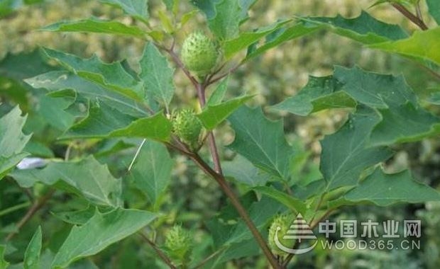 洋金花植物介绍洋金花图片大全