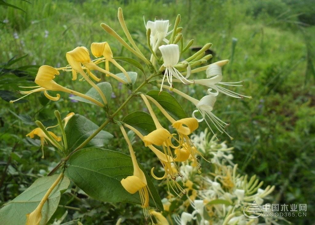 金银忍冬植物介绍|金银忍冬图片