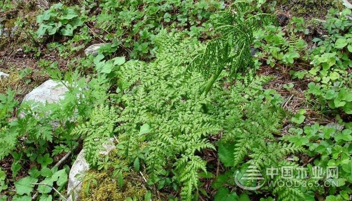 阴地蕨植物的介绍阴地蕨图片大全