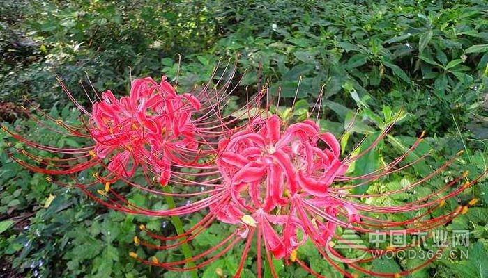 石蒜花有毒吗?石蒜花的养殖方法是什么?