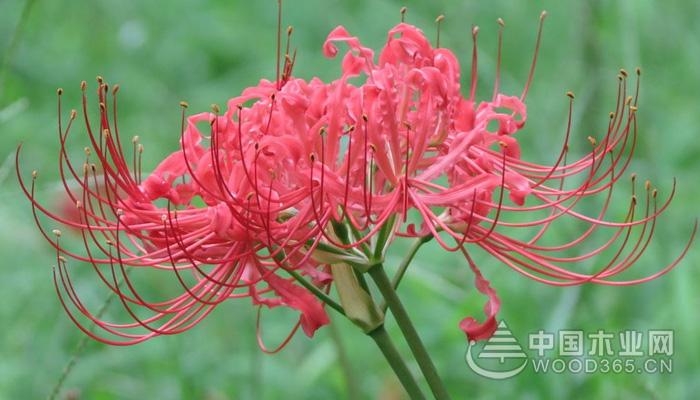 石蒜花有毒吗?石蒜花的养殖方法是什么?