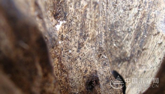 沉香木是什么?沉香木效果作用是什么?
