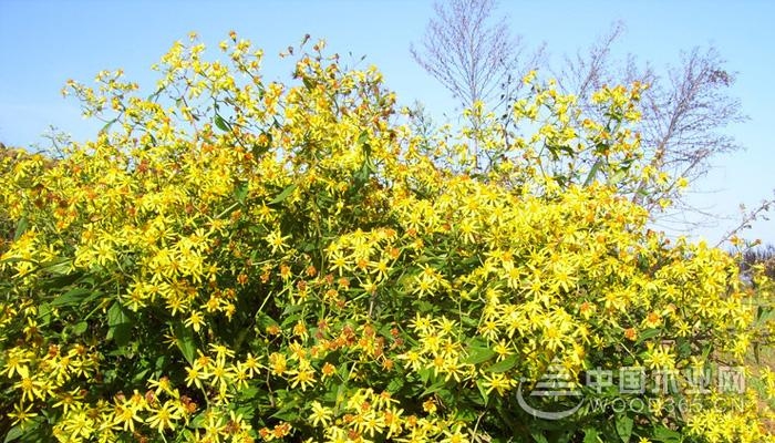 山菊花的治疗奇迹：揭示其强大的健康益处 (山菊花治疗扁桃体)