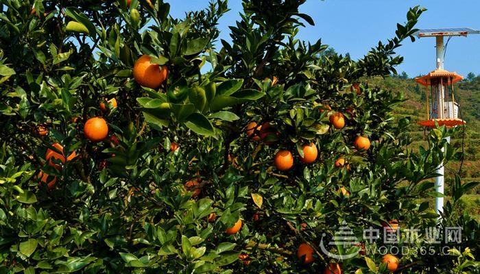 江西赣南脐橙种植技术和赣南脐橙价格介绍赣南脐橙图片
