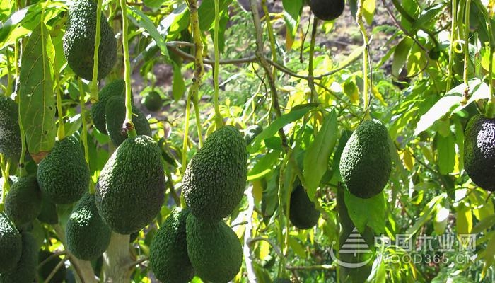 鳄梨是什么,鳄梨价值介绍|鳄梨图片大全