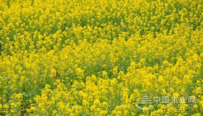 油菜花开的季节是什么时候?油菜花什么时候开?