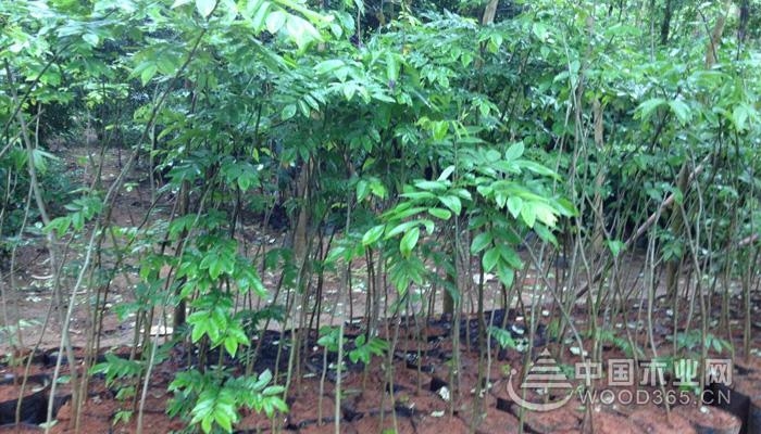 降香黄檀的种植技术和病虫害防治