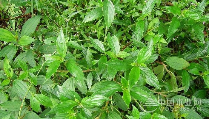 媒体 木业百科 木业知识 正文  产云南东南部(西畴,广南,麻栗坡,富宁)