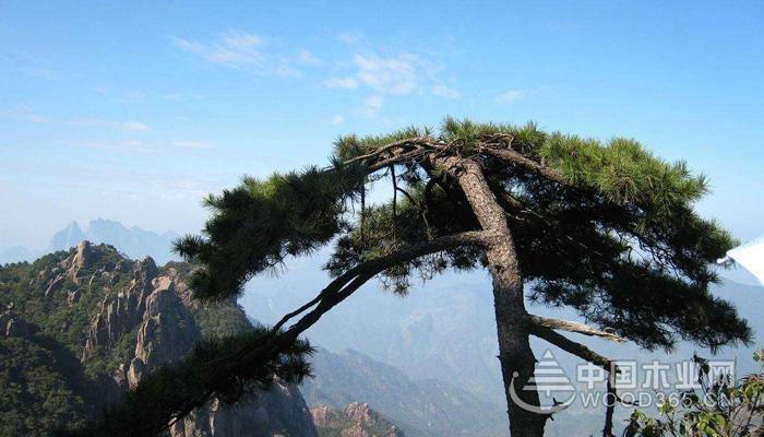 松树的作用有哪些?
