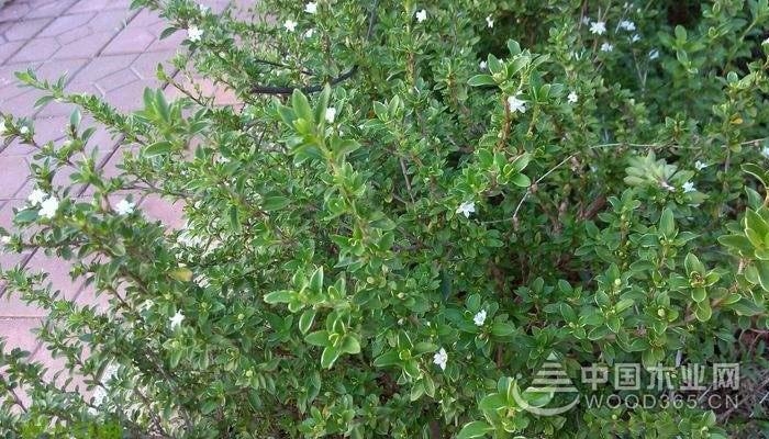 关于路边荆植物的资料