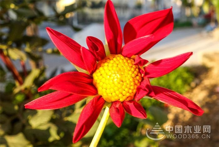 山芋花的种植技术和病虫害防治|山芋花图片