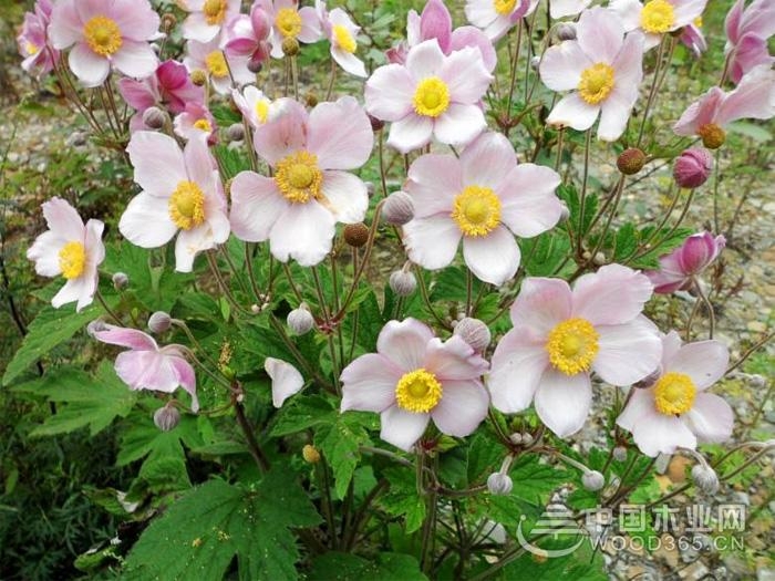 野棉花又叫"满天星",属于草本植物,植株的高度为60~100厘米