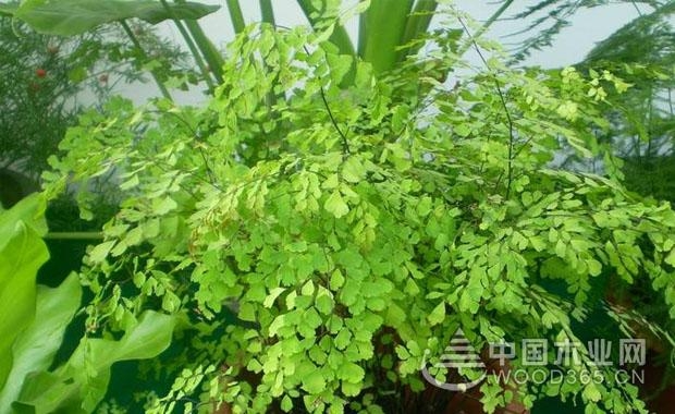铁线蕨有毒吗?能放在室内养吗?