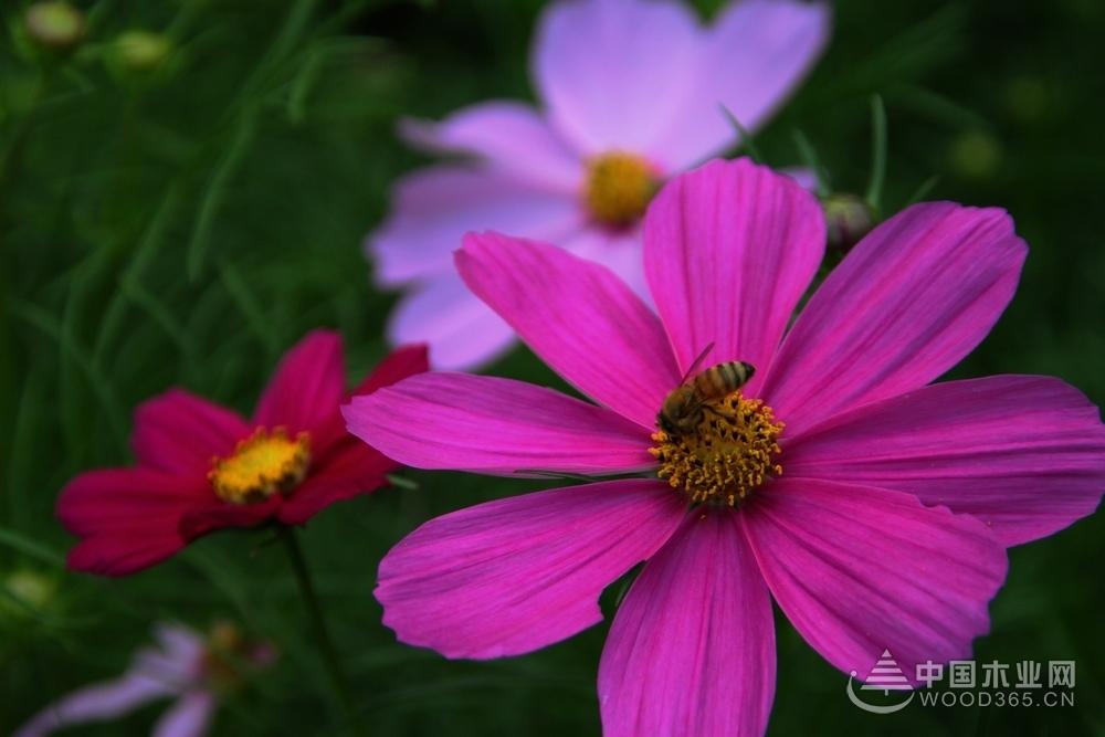 烟草花花语是什么?烟草花什么时候开花?