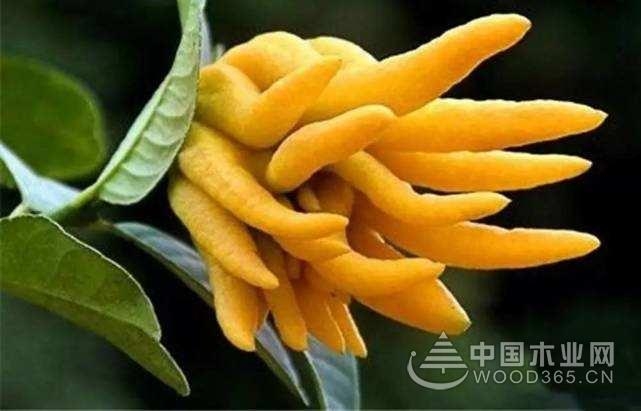佛手柑花语是什么?