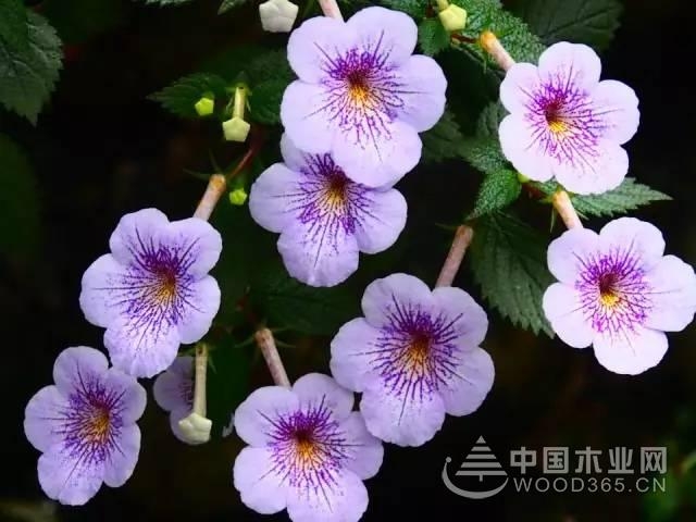 长筒花植物资料