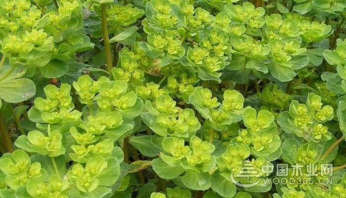 猫眼草植物介绍-中国木业网