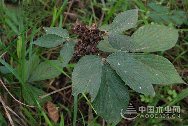 千斤拔的种植技术