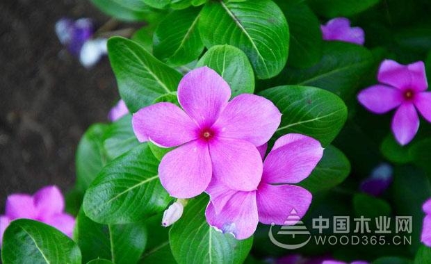 长春花的栽培技巧