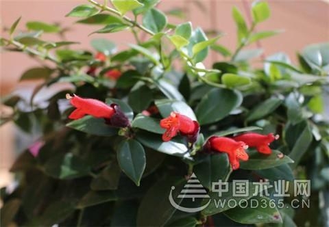口红吊兰的扦插技巧