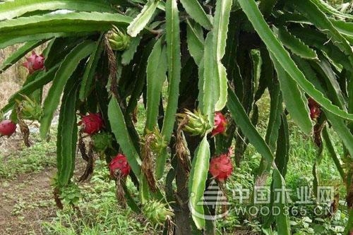 火龙果怎么种植?