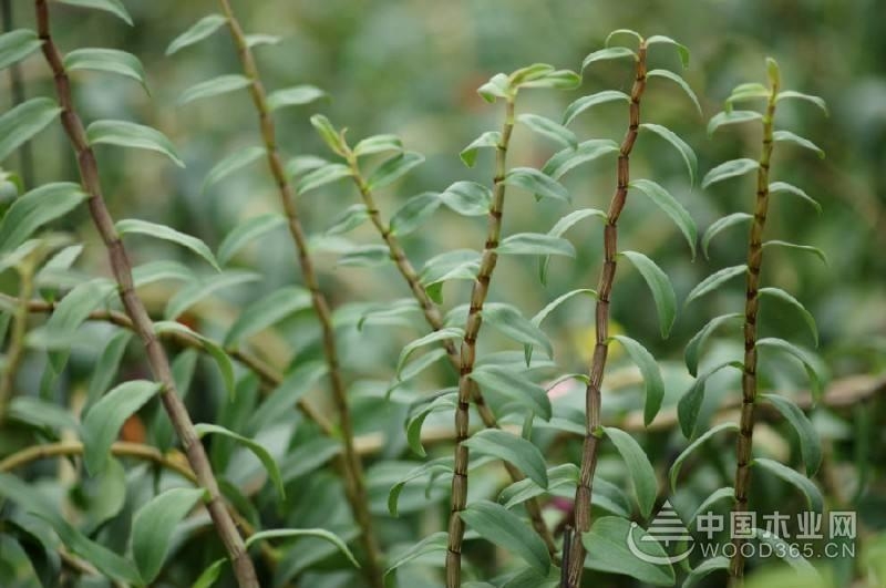 石斛是什么时候种植?