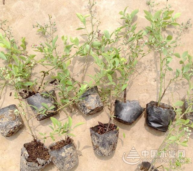 蓝莓种植注意事项