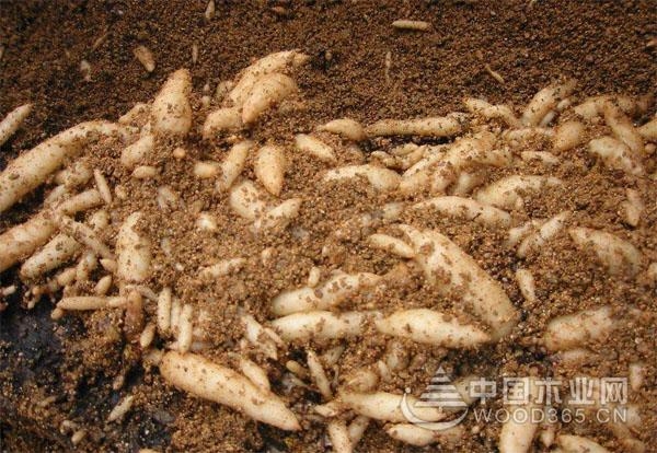 天麻种植的关键步骤