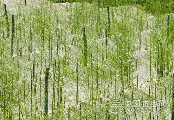 芦笋种植栽培步骤介绍