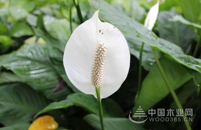 一帆风顺花怎么养?