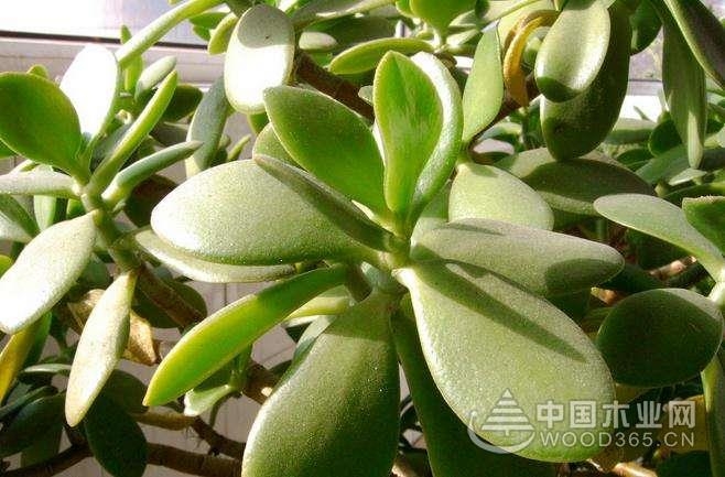 厚脸皮花的养殖方法
