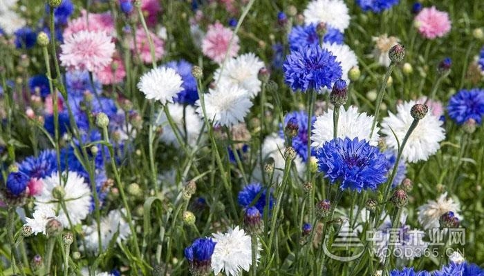 矢车菊培植1,矢车菊的发芽率很高,因此即使3月中句播种也会很快长出