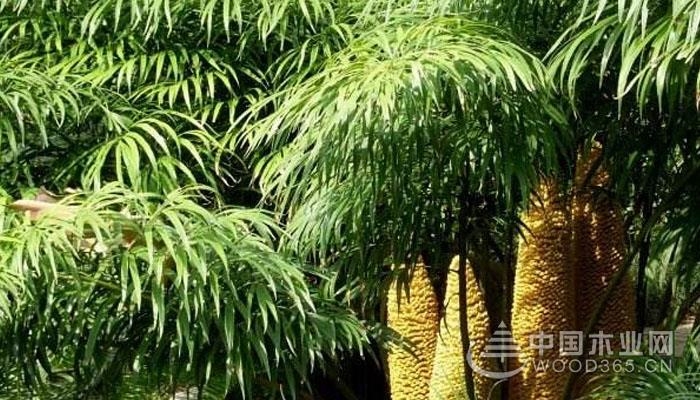 德保苏铁植物资料