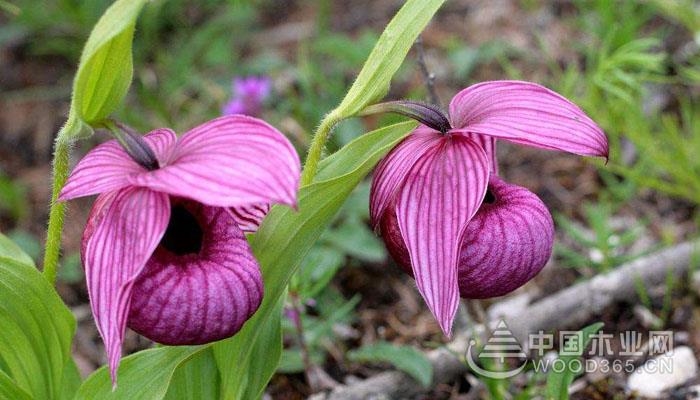 常见种类有:大花杓兰,扇脉杓兰,黄花杓兰,西藏杓兰,毛杓兰,山西杓兰