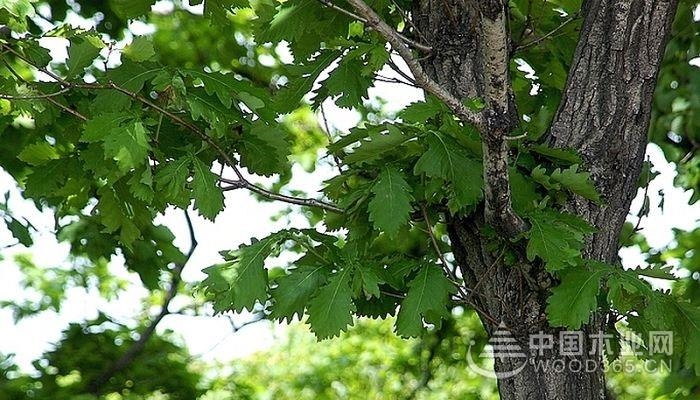 柞树常见病虫害防治