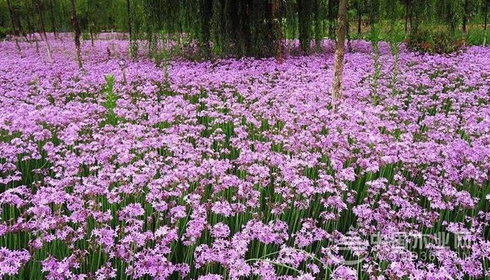 紫娇花如何养殖?