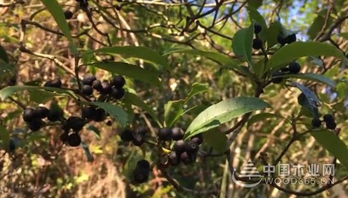 媒体 木业百科 木业知识 正文  1,牛金子是什么    牛金子是一种药用