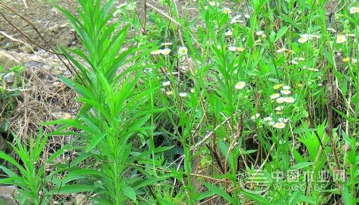 小飞蓬植物冰冷资料介绍