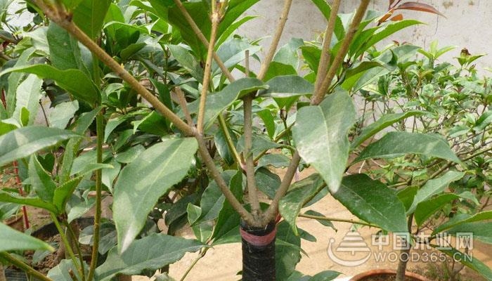 花药长约1毫米