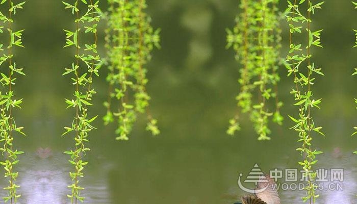 媒体 木业百科 木业知识 正文   1柳树靠什么传播种子    柳树有很多