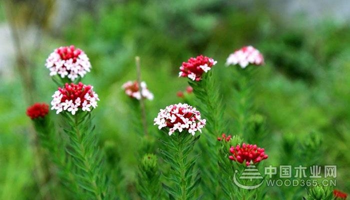 瑞香狼毒植物资料详解