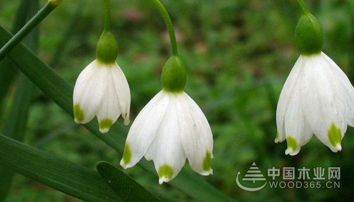 雪滴花的养殖方法