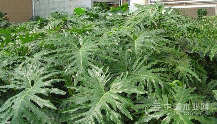春羽开花吗?春羽的花期是多久?