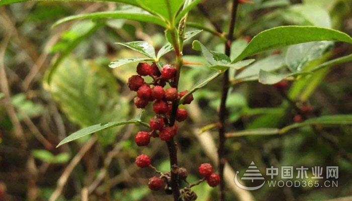 竹叶花椒植物价值