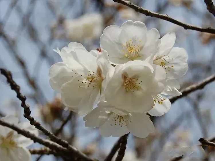 白雪樱花与垂枝樱花白雪喷泉