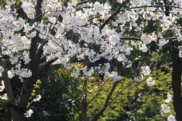 白雪樱花与垂枝樱花白雪喷泉