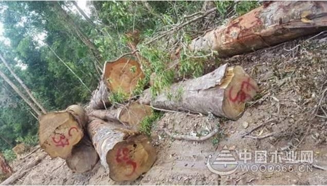 红木生意越来越难做，越南海关加大检查力度，现场没收大量红木半成品！