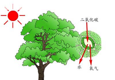 砍伐木材是保护森林减少二氧化碳